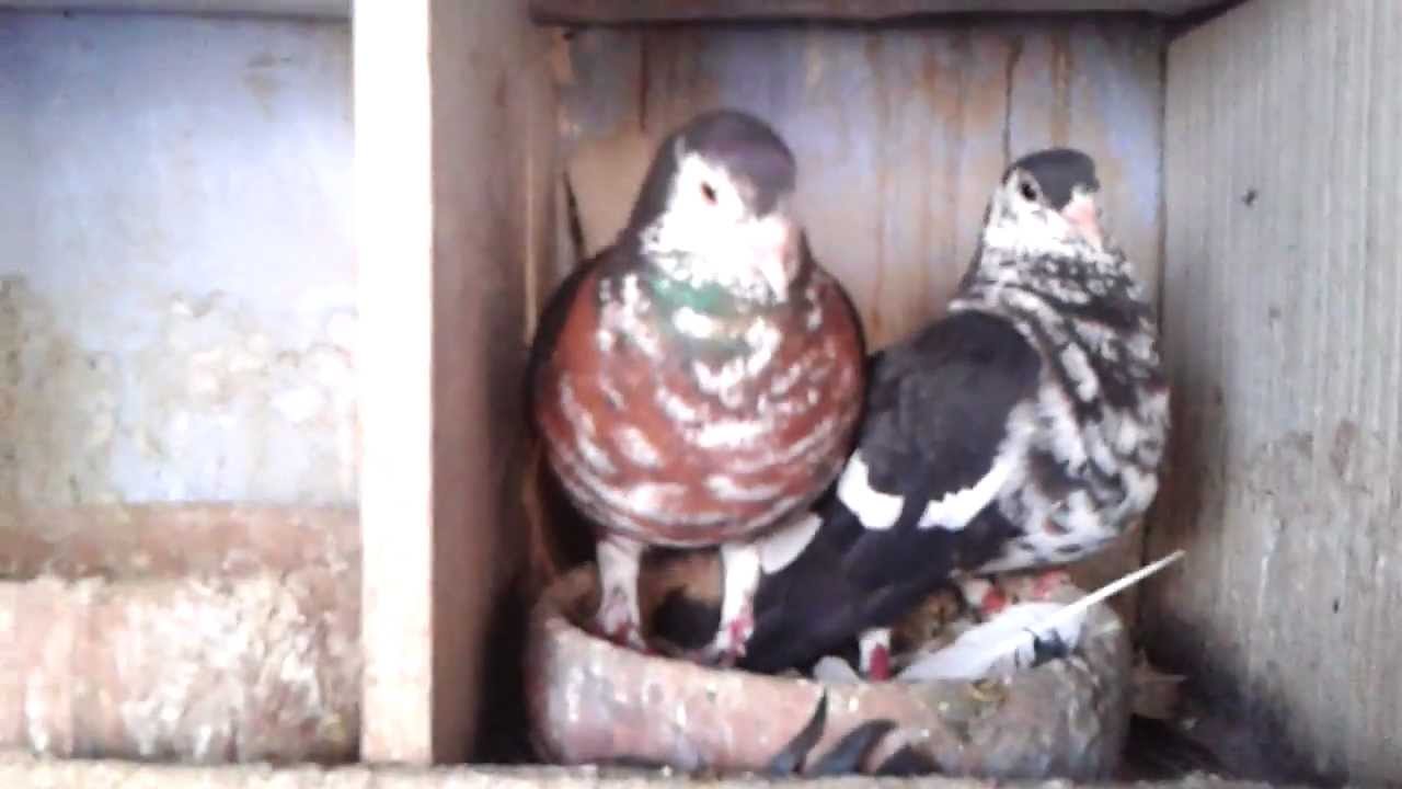 Agra beautiful Pigeons 20  India-Indian
