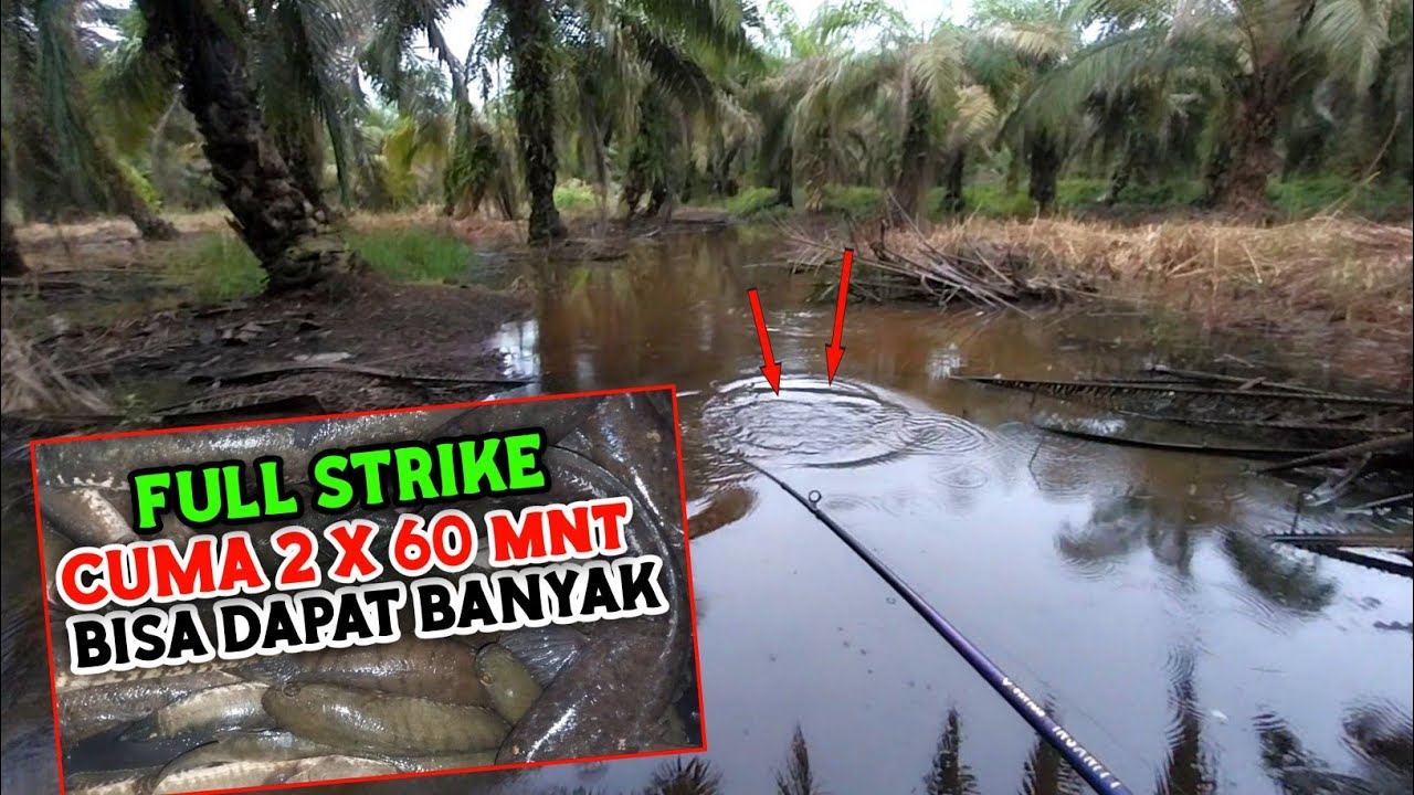 FULL STRIKE DI SPOT BARU TERKENA HUJAN BANJIR // CASTING IKAN GABUS
