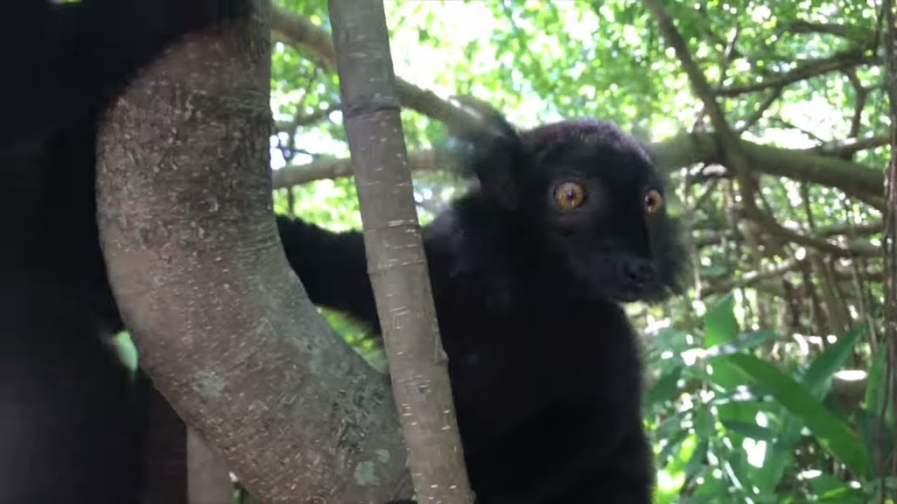 i lemuri e l'albero sacro
