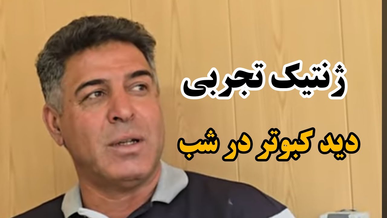 ❤️چگونگی چیدمان شاهپرهای کبوتر بلند پرواز  iranian high flyers pigeon 
