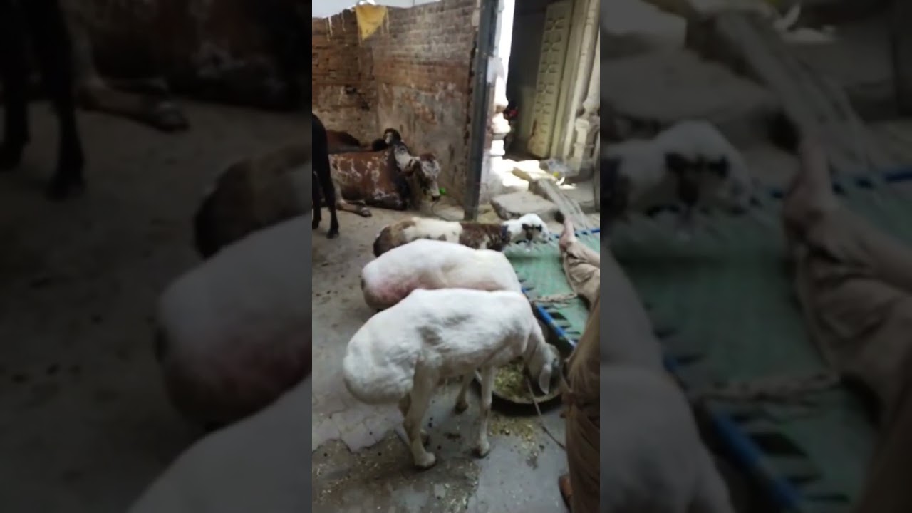 Qurbani..Bht piyaray hai sab janwar..mashallah#youtube #youtubeshorts #viral #foryou #video