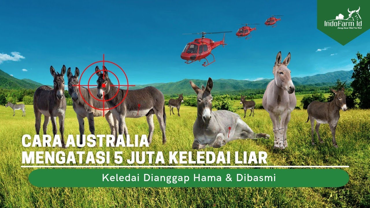 AUSTRALIA BASMI JUTAAN KELEDAI | Cara Australia Mengatasi 5 Juta Keledai Liar