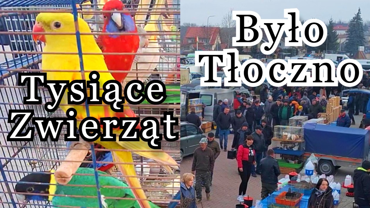Giełda Busko-Zdrój wszystkiego dużo