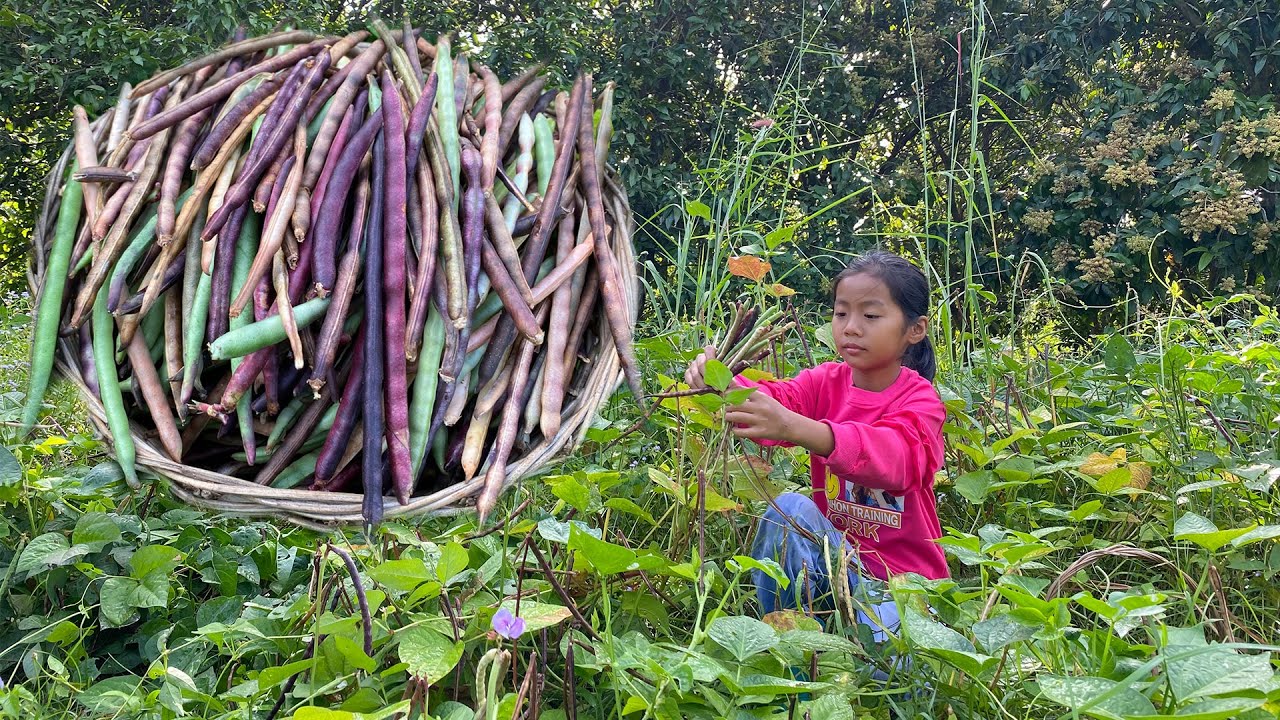 Have you ever eaten mung bean? Sreypich harvests mung beans to make dessert/ Cooking with Sreypich