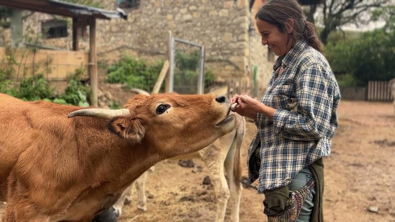 Poniendo la prótesis al toro Paolo y descargando la fruta - Fundación Santuario Gaia