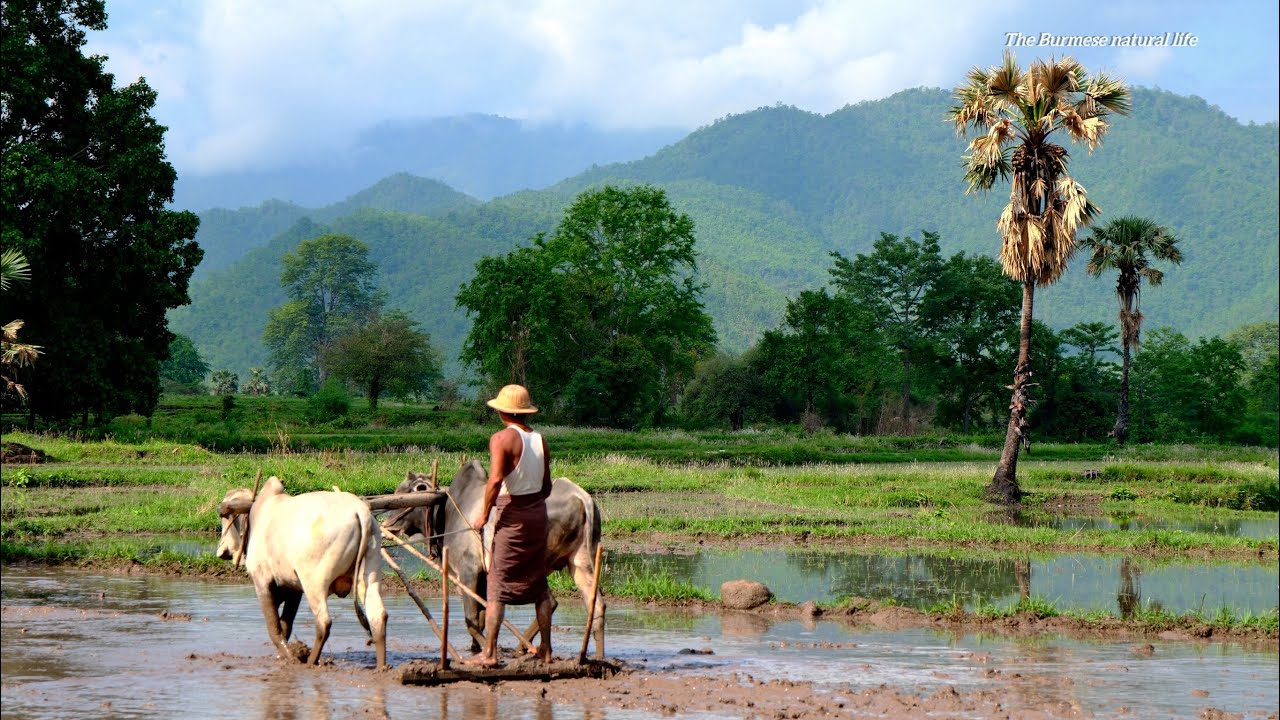 Myanmar Village Life (2)