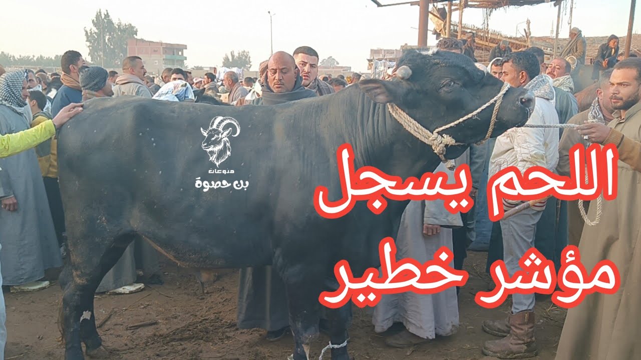 اسعار اللحم اليوم غيرت مؤشر جديد للجميع باكبر اسواق الجمهوريه بنصف رمضان ٢٠٢٦ وتغطيه كامله للارضيه 🐄