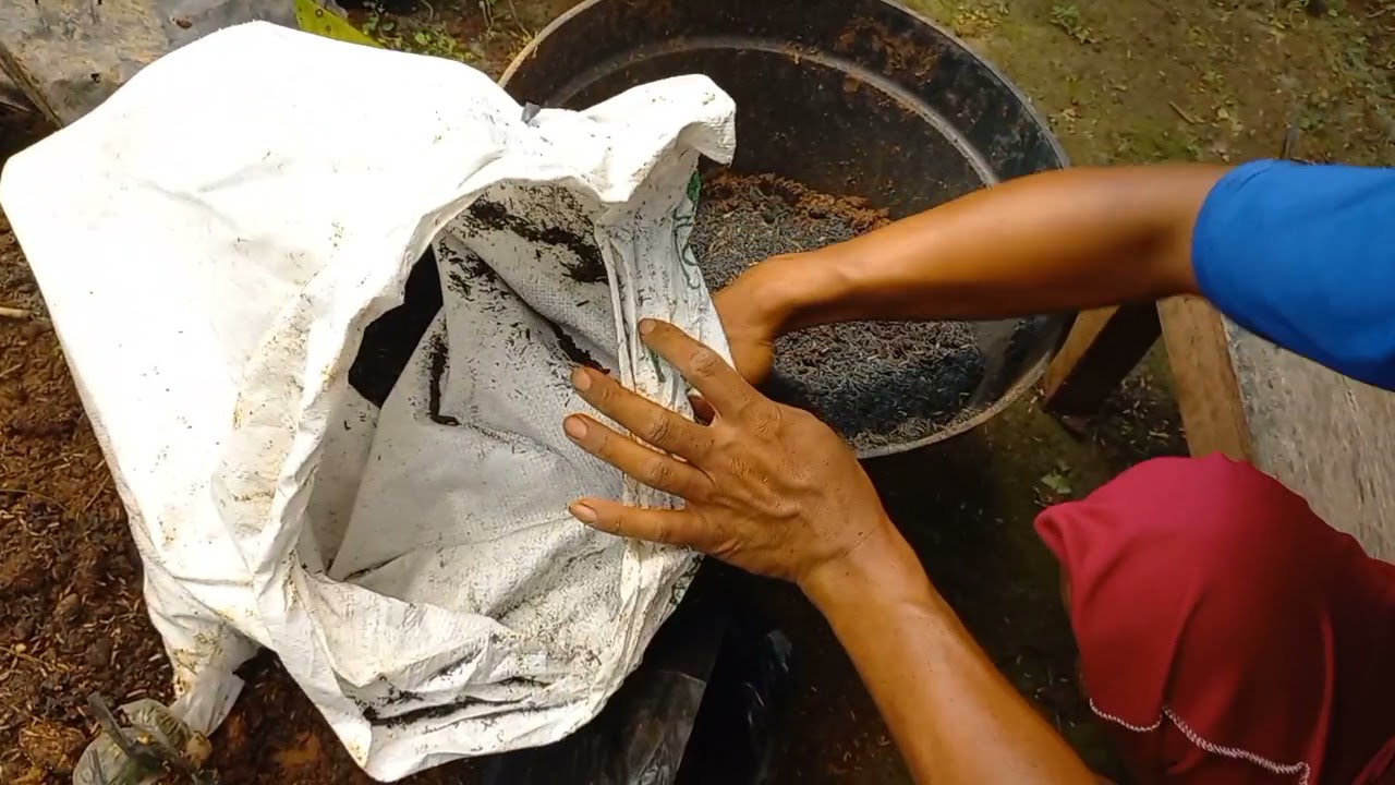 menangani Fress cangkok Mamesapote Paling Ampuh Ala 