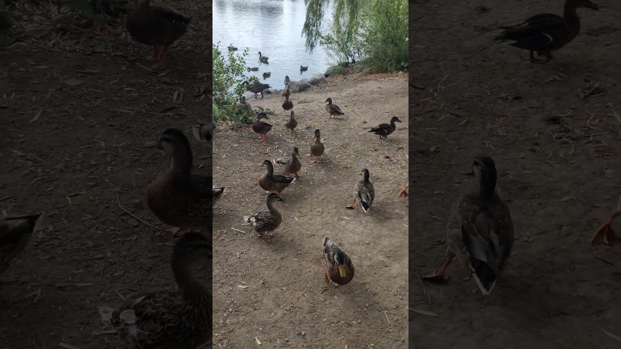 wild ducks are close by waiting for food handouts toronto canada jan 2026