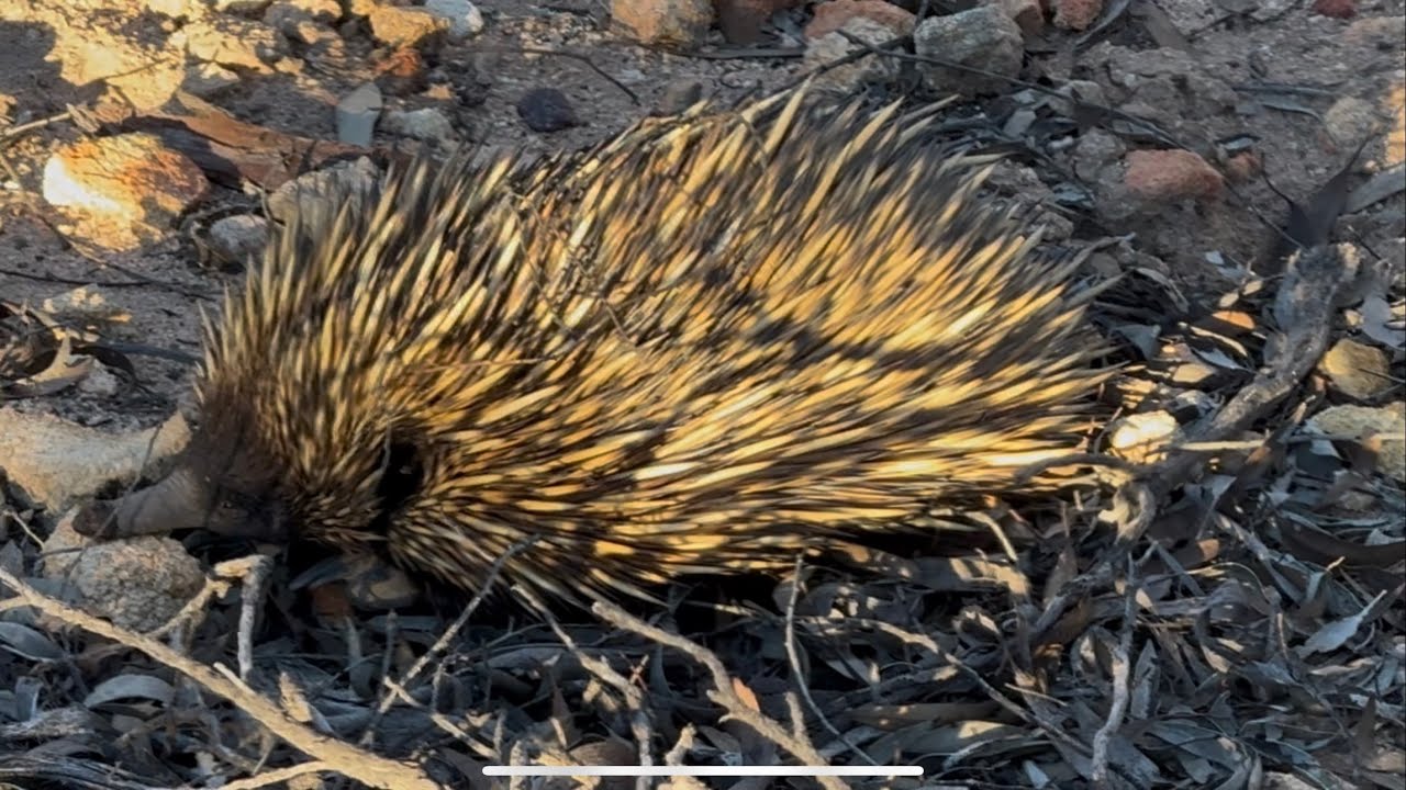 Fossicking Run Along the Golden Pipeline, Part 2…Western Australia 