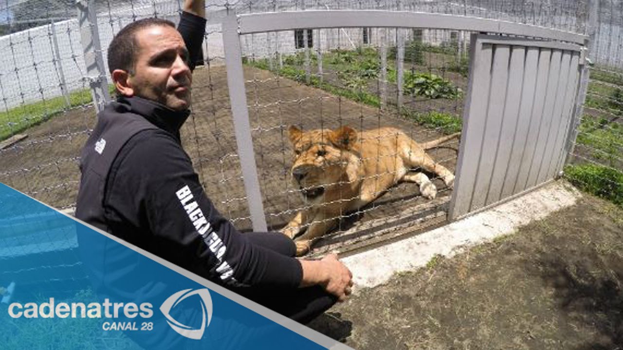 Black Jaguar White Tiger, el santuario de los animales silvestres en Semanal 28 12/10/15