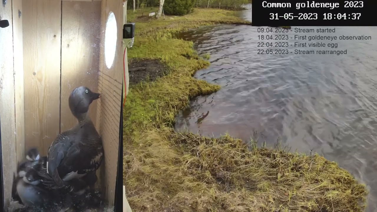 2023 Common Goldeneye chicks leave their nesting box / Telkänpoikaset lähtevät pöntöstä