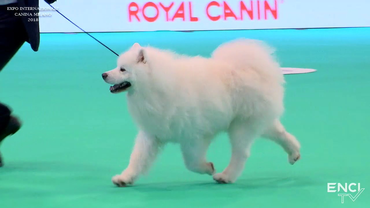 Milano 2018 - VEN15.BIS Gruppo 5