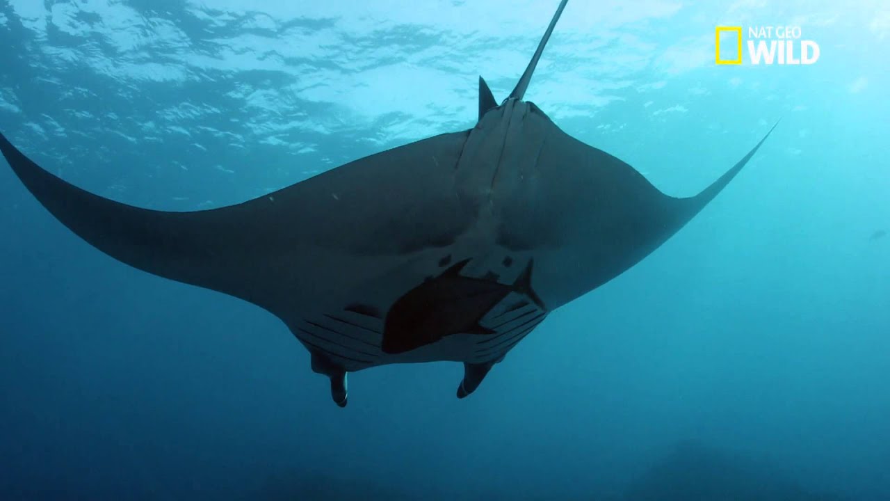La raie Manta et le requin baleine, deux superbes sp&eacute;cimens des profondeurs