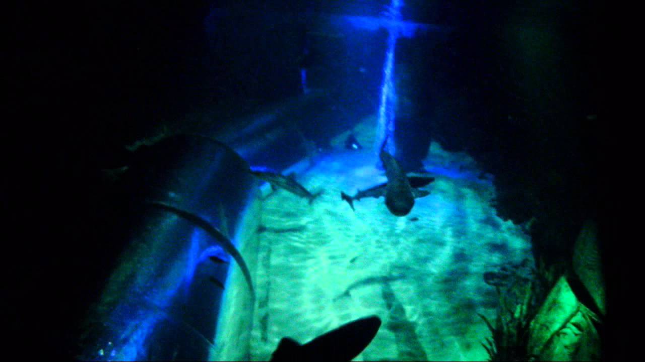 Cage diving with sharks in Kelly Tarlton's Auckland [720p]