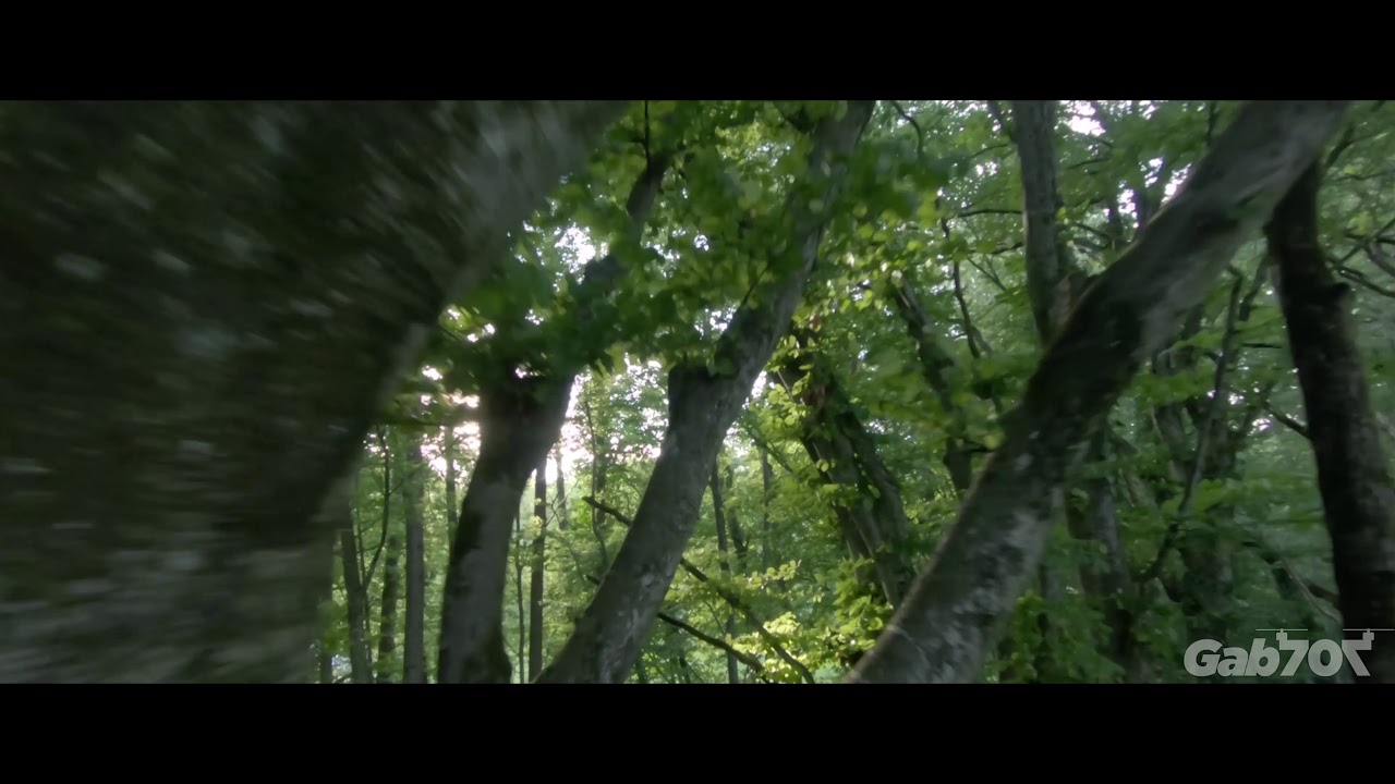 Ode to the forest