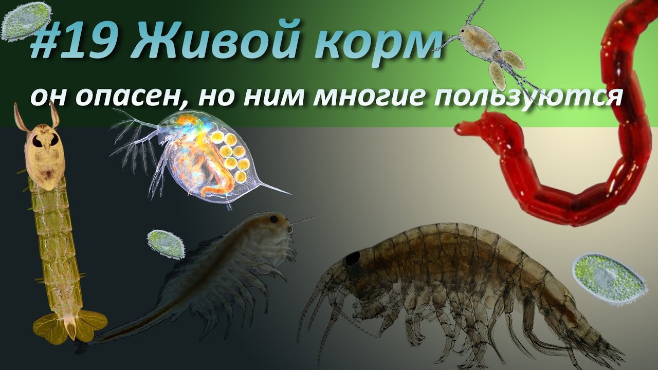 #19 Живой корм, его не нужно покупать...