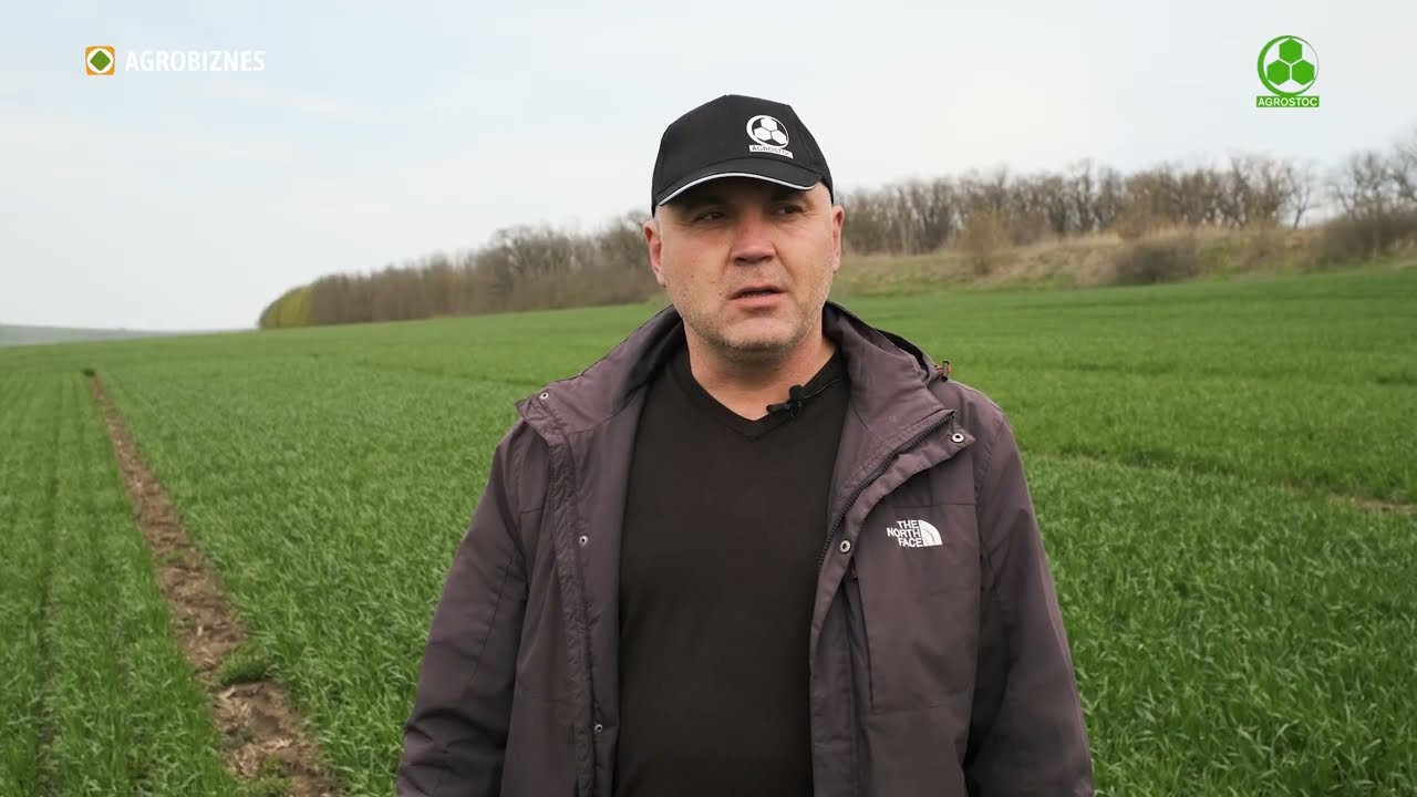 Voinic, Storița și Pokrovska - soiurile de gr&acirc;u cu cele mai &icirc;nalte recolte &icirc;n cadrul Agrostoc-Prim