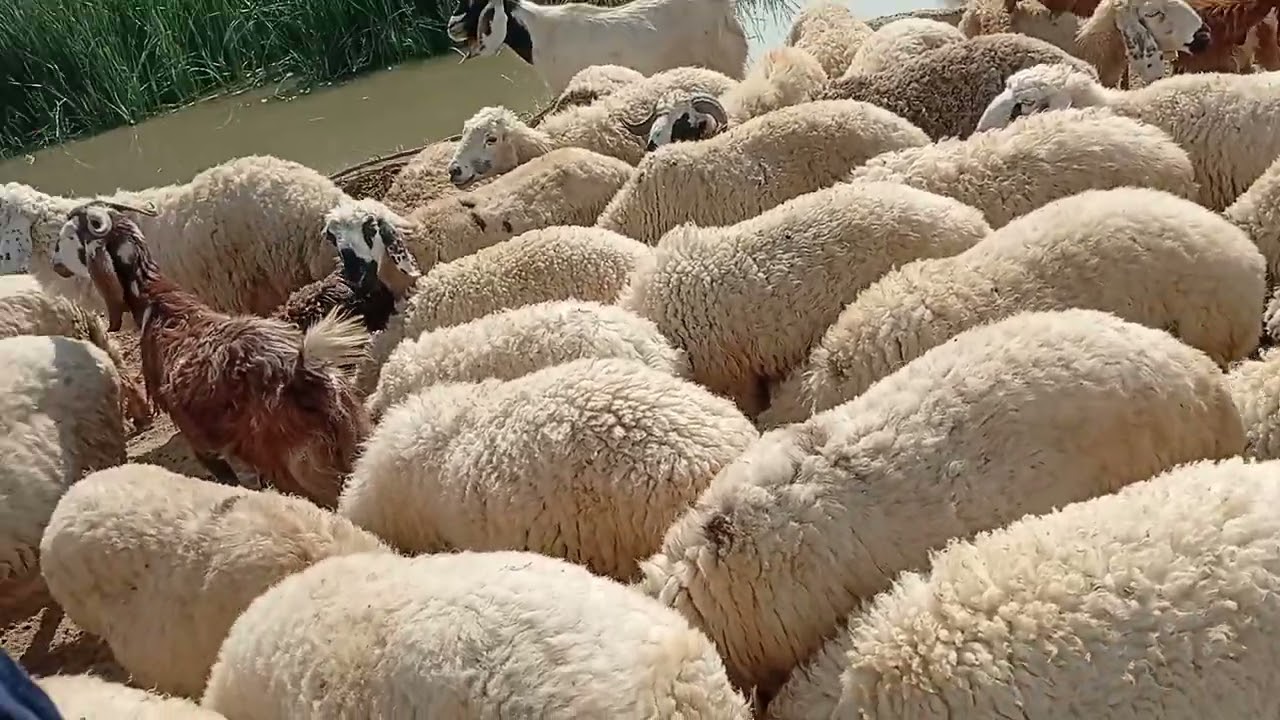 Qurbani dumbbe Iran Pakistan border Balochistan khanabadosh 🛖#pakistan #khanabadosh 