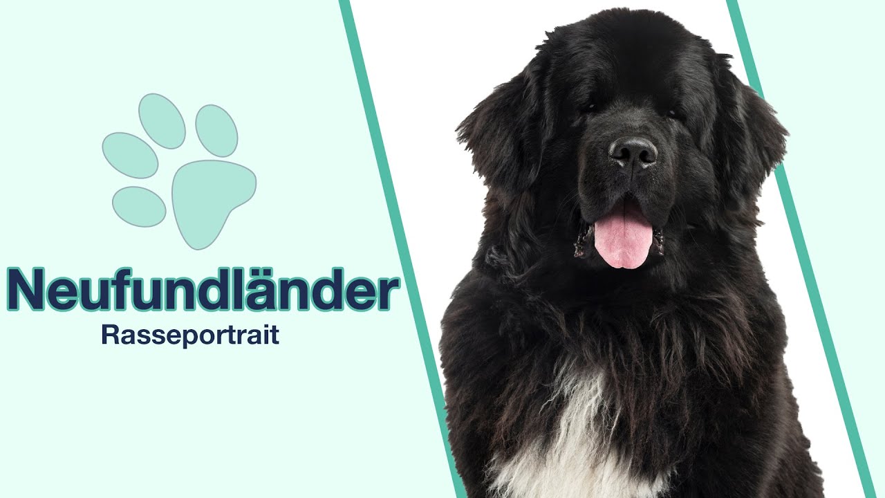 Neufundländer im Rasseportrait | Die ausgezeichneten Rettungs- und Wachhunde
