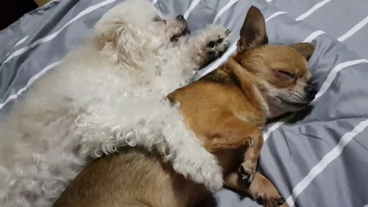 EP11 แม่ชอบให้พี่น้องรักกันที่สุดเลย