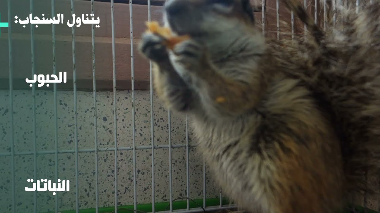 تدريب السناجب:اليوم الرابع(ماذا يأكل السنجاب!!؟؟؟)