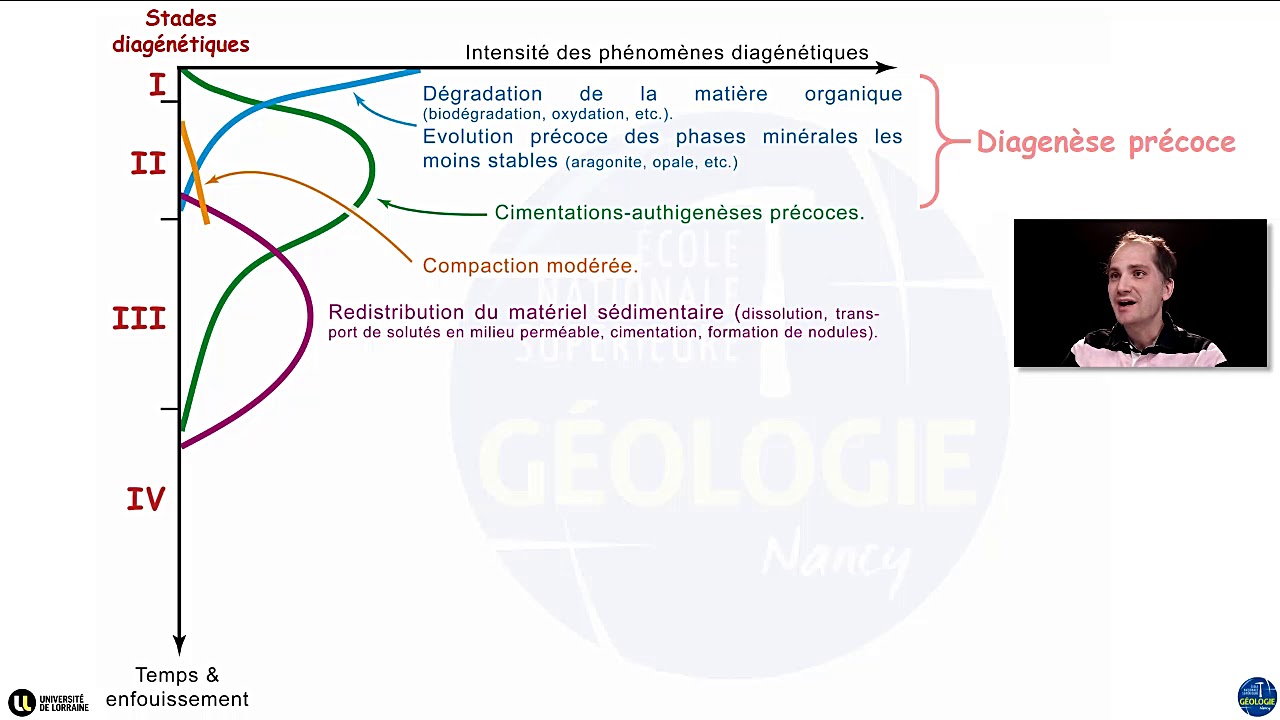 Les grandes étapes de la diagenèse (par Yann Hautevelle)