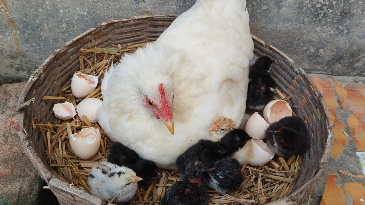 hen hatching eggs 21 days - how to hatch a chicken egg without incubator