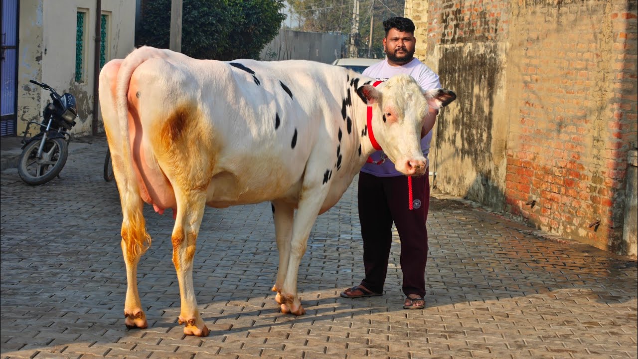 4 Cows for sale, 4 ਗਾਵਾਂ ਵਿਕਾਊ 