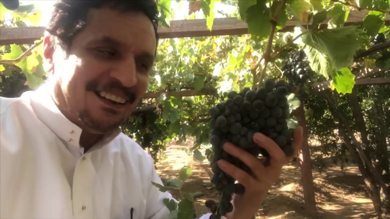 مهرجان العنب 🍇مزرعة أحمد بن حريش الثبيتي ببني سعد