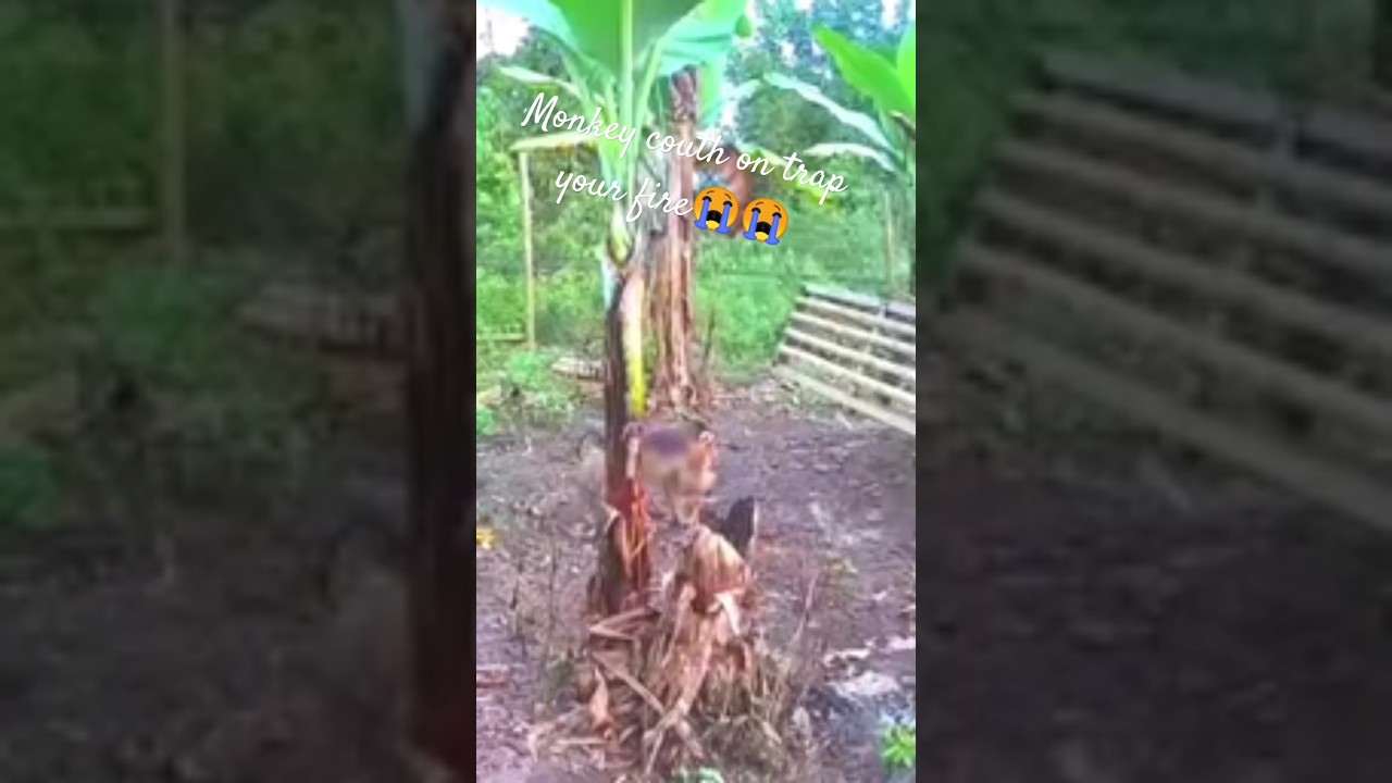 Male monkey cought on trap big mistake🙏🙏😭.