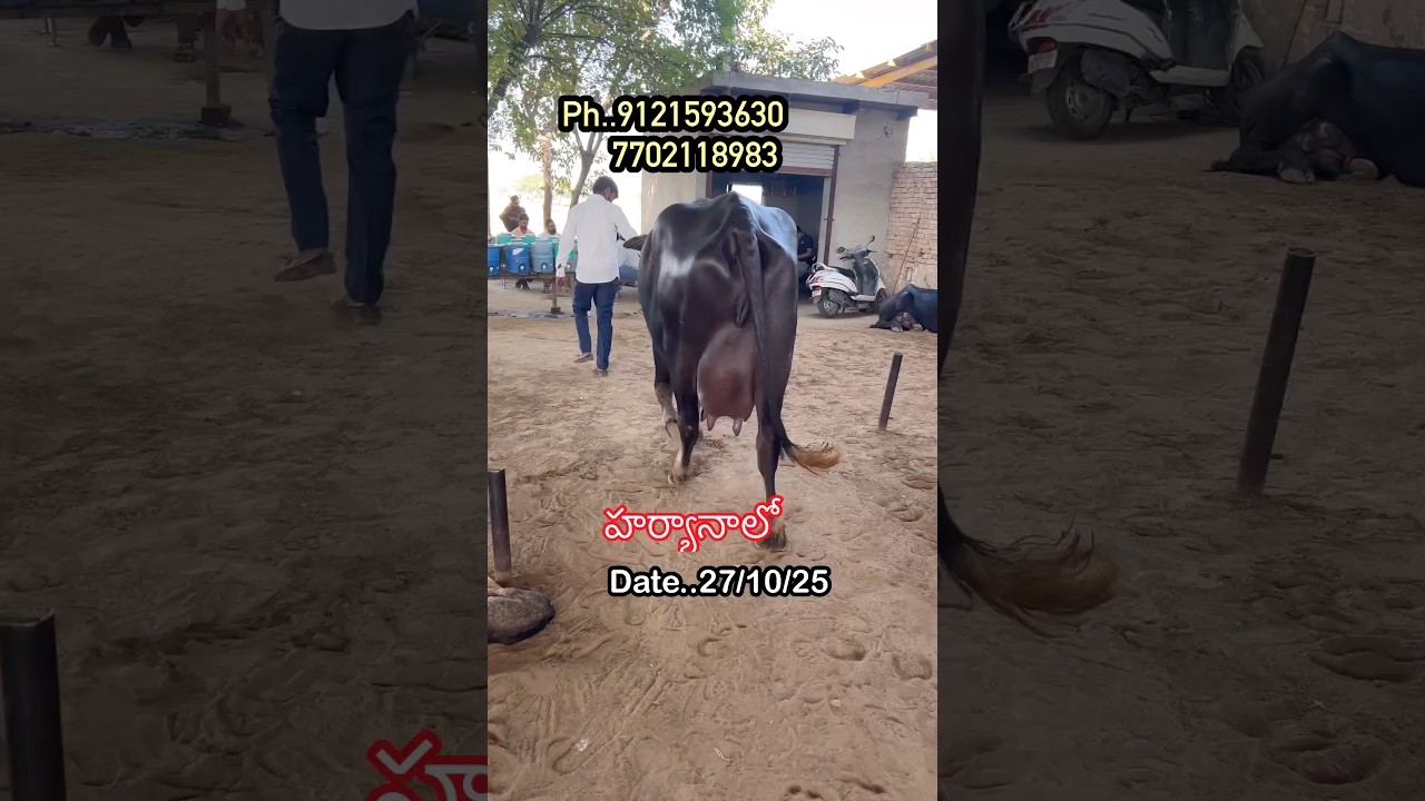 హర్యానా గేదెలు విజయవాడ హైదరాబాద్ వెళుతున్నాయి