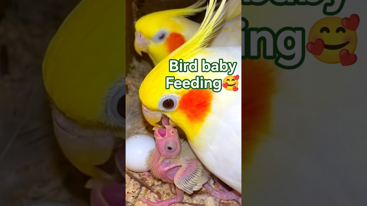 cocktail feed her baby🥰 