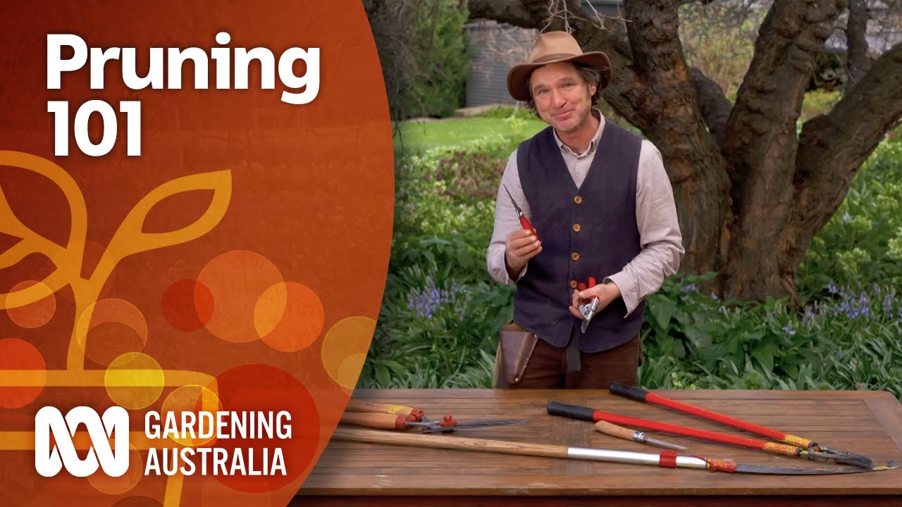 Everything you need to know to start pruning | Gardening 101 | Gardening Australia