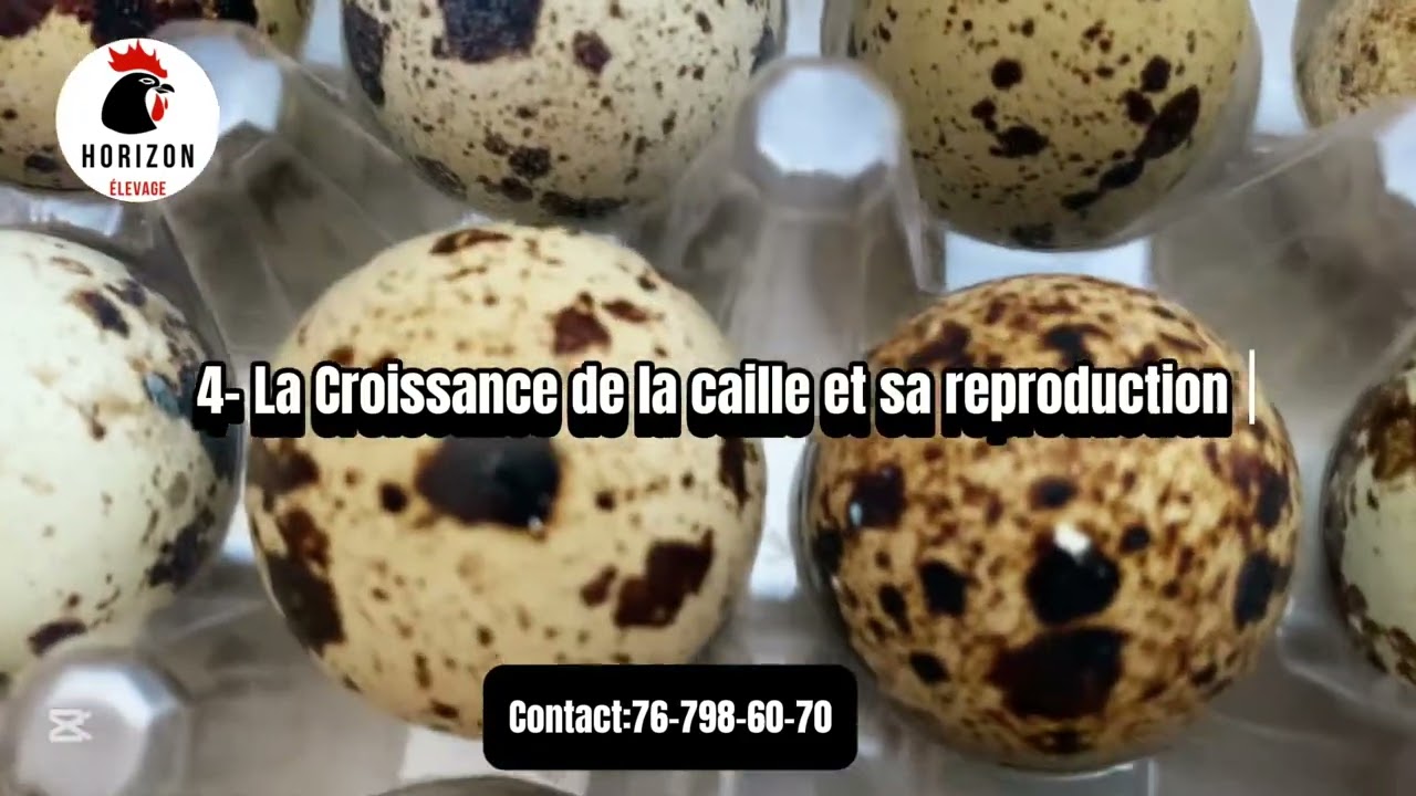 Voici 5 Raisons pour démarrer l’élevage au Sénégal en [Wolof]