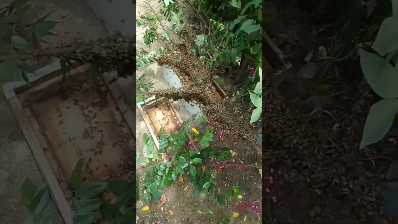 my biggest swarm catch ever, A MASSIVE SWARM #bees #swarm #swarmcatch #honey