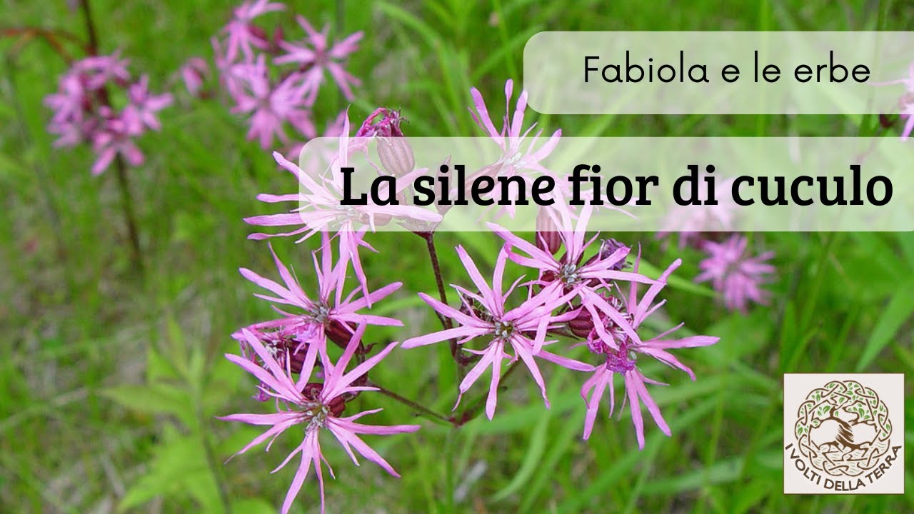 Fabiola e le erbe: la silene fior di cuculo