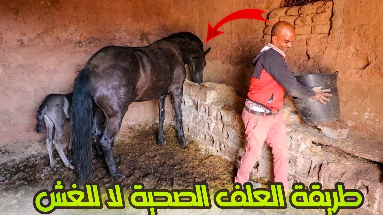 فيديو لي كتسناوه.. محمد برزوق كايقدم ليكم كيفاش كايعلف الخيوول ديالو و نوع العلف المزيان لي كايعطيها