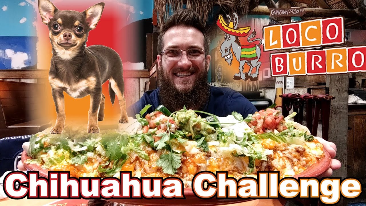 Loco Burro's Whole 5 LB Chihuahua Burrito Challenge