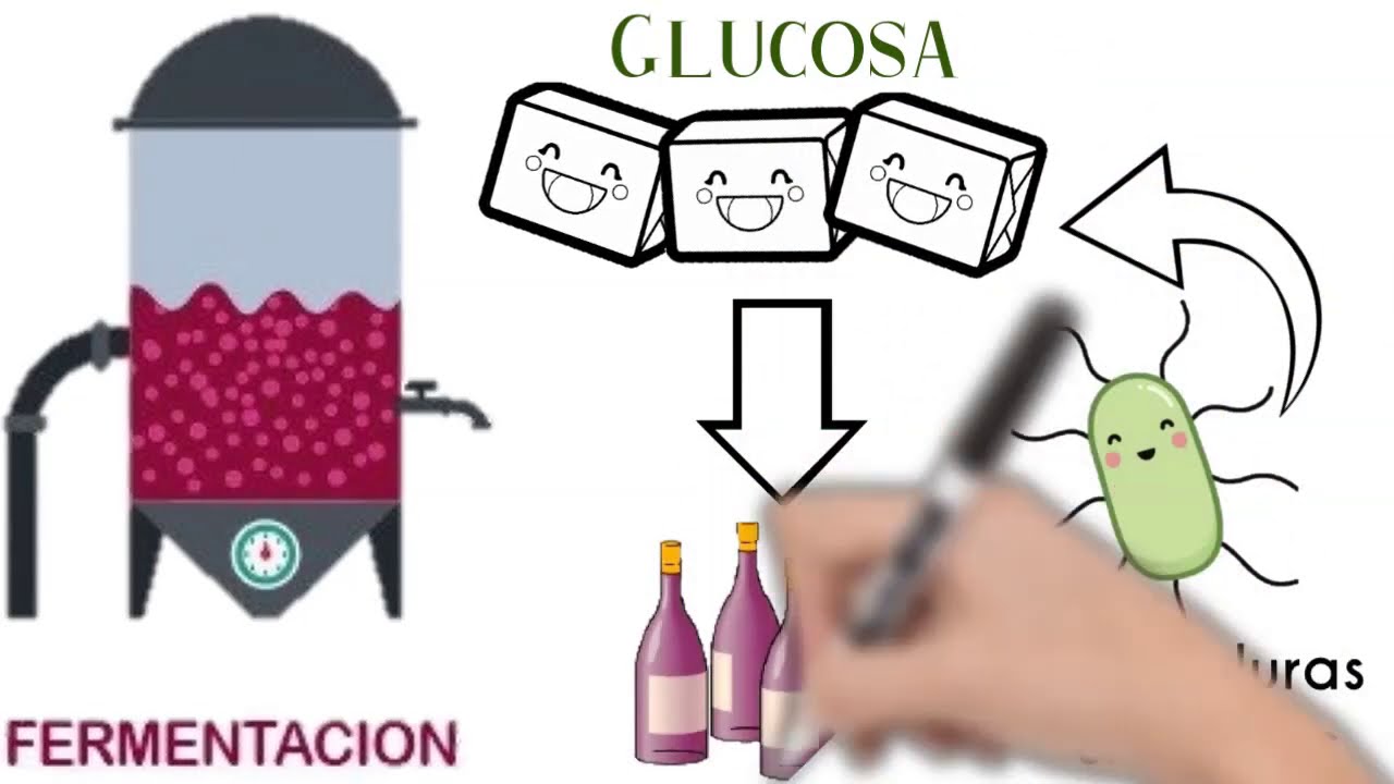 ¿Qué es la fermentación? - ¿Cómo se elabora el Vino?