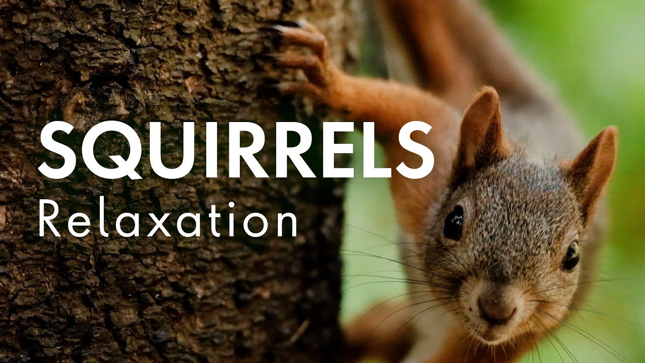 Squirrels in the Wild | Relaxing Music & Nature
