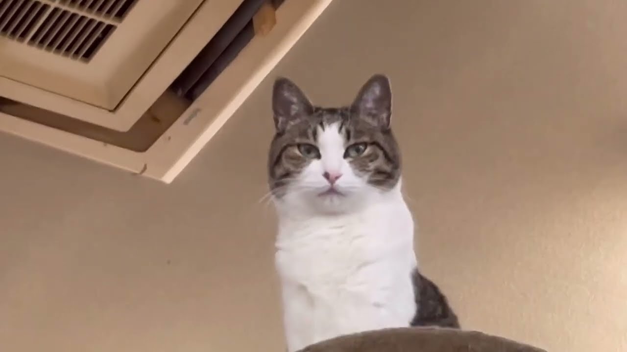 【猫様動画】スマホ機能のズームがすごい