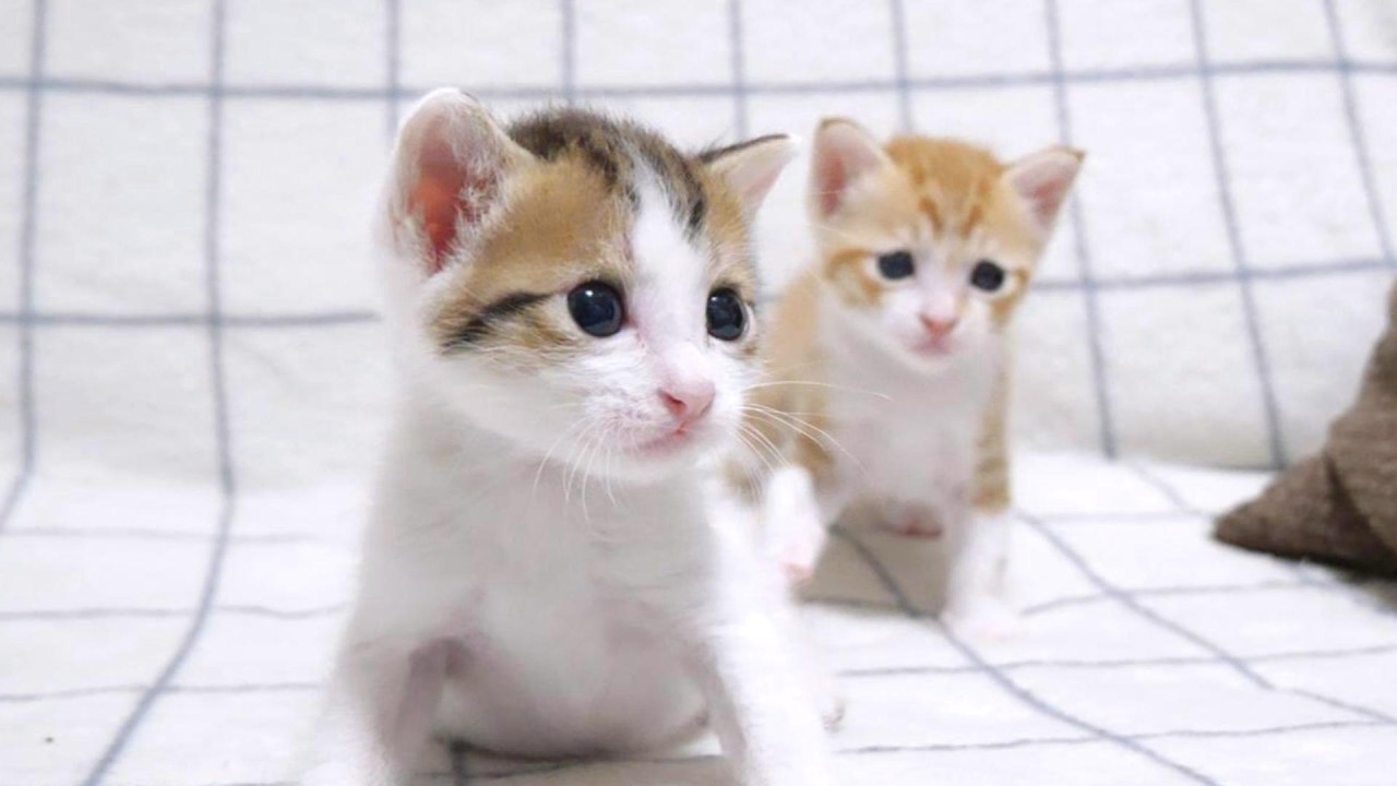 初めてのやんのかステップがたどたどしくてかわいすぎる子猫達【赤ちゃん猫　保護猫】