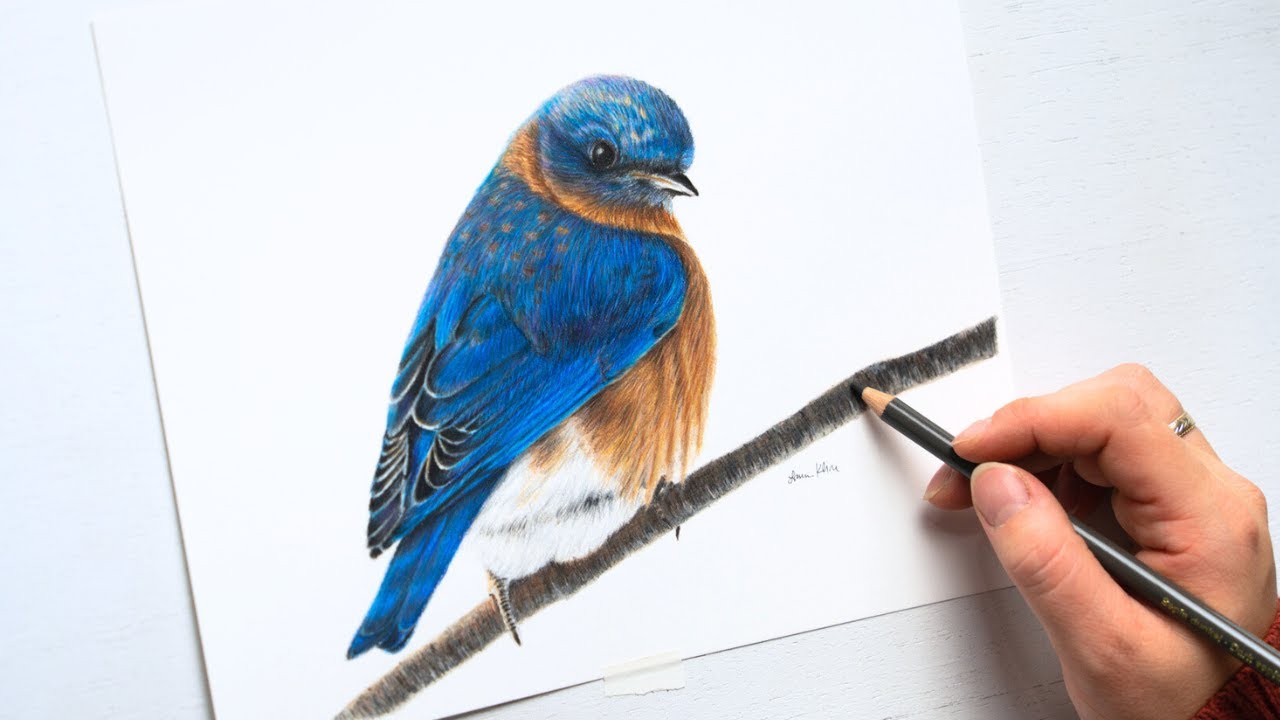 8 hours into 10 minutes | Bluebird drawing timelapse