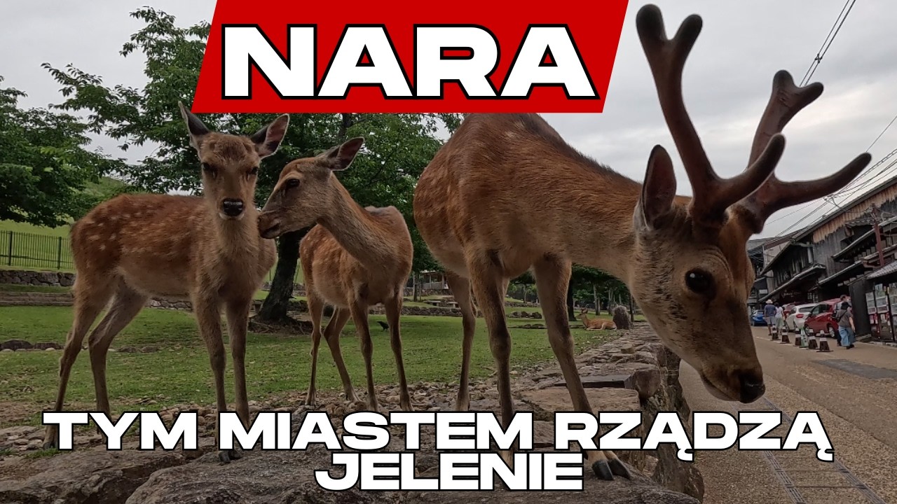 Nara - co zobaczyć? Nara w 1 dzień - Podr&oacute;że od kuchni E36