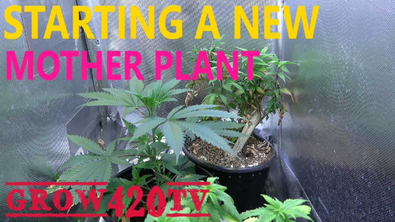 Starting a new mother plant
