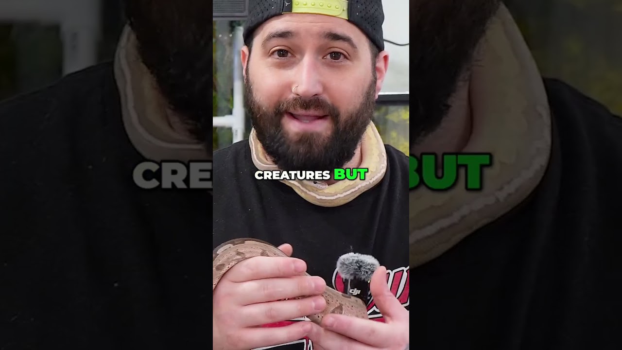 Ball Python vs Boa Constrictor: Which Snake is BEST?