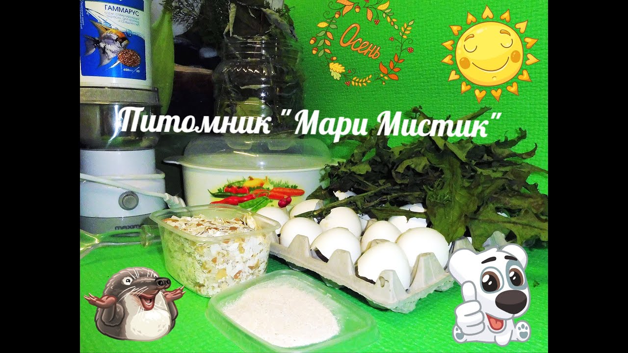 #РЕЦЕПТЫ КАЛЬЦЕЗЕРНО СМЕСИ АХАТИНАМ#ГОТОВИМ ЗЕРНО СМЕСЬ УЛИТКАМ#СМЕСИ УЛИТКАМ#ПИТОМНИКМАРИМИСТИК