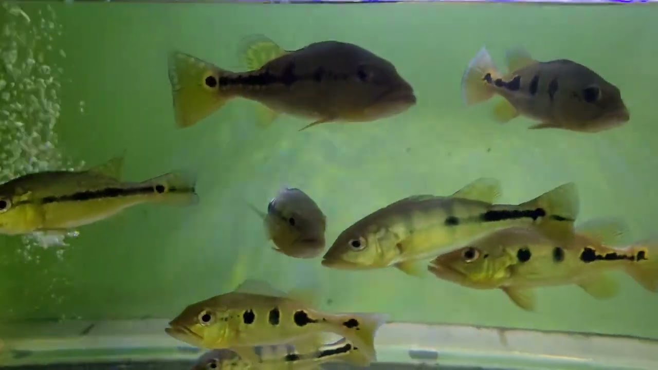 Pbass remaja mix orinoco, azul ,pinima ,datz, thinbar di tank 1 meter