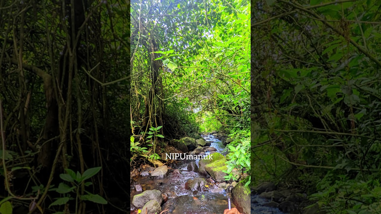 Suara pikat dan pancingan jongkangan/cingcoang coklat Cocok untuk NIPUmanuk jongkangan coklat.